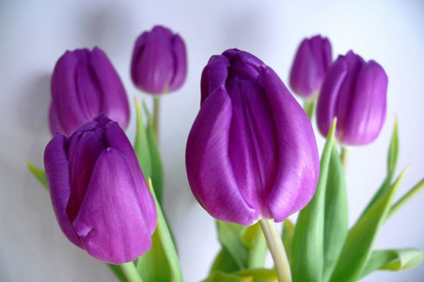 Hoa tulip tím với ý nghĩa thật đặc biệt