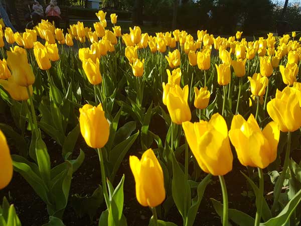 Hình ảnh hoa tulip vàng đẹp