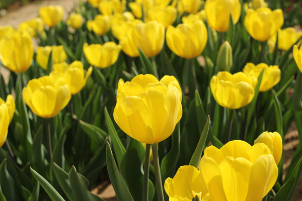 Bình hoa tulip vàng vô cùng ý nghĩa