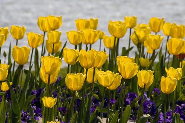 những hình ảnh bông hoa tulip vàng đẹp nhất