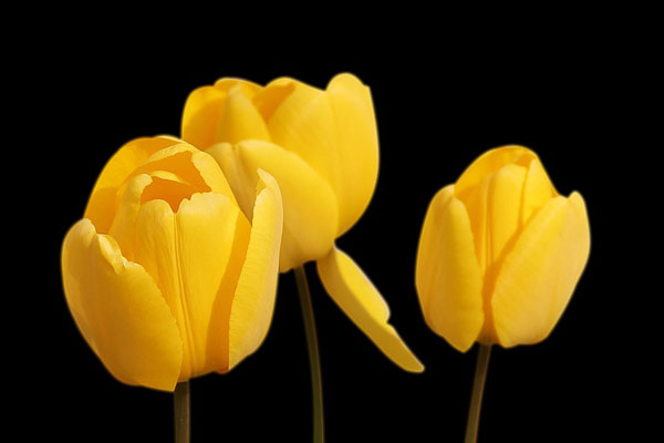 Hình ảnh những bông hoa tulip vàng đẹp