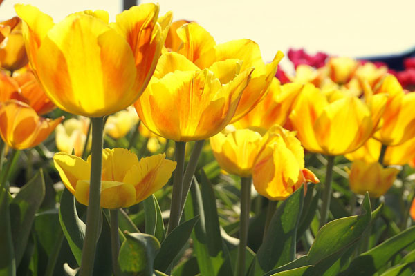 Những bông hoa tulip vàng đẹp nhất
