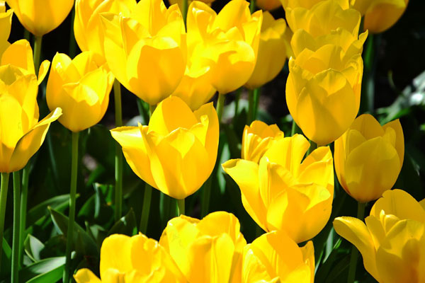 Hoa tulip vàng rực rỡ như nắng mặt trời