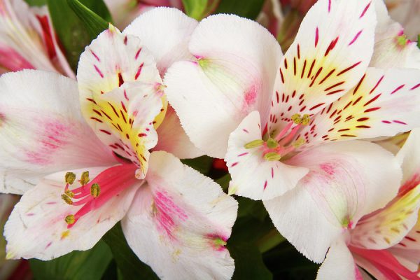 Loại hoa xinh xắn đáng yêu Lily Peru tượng trưng cho một tình bạn bền vững