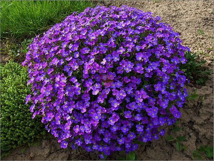 Khóm hoa violet làm xao xuyến lòng ai