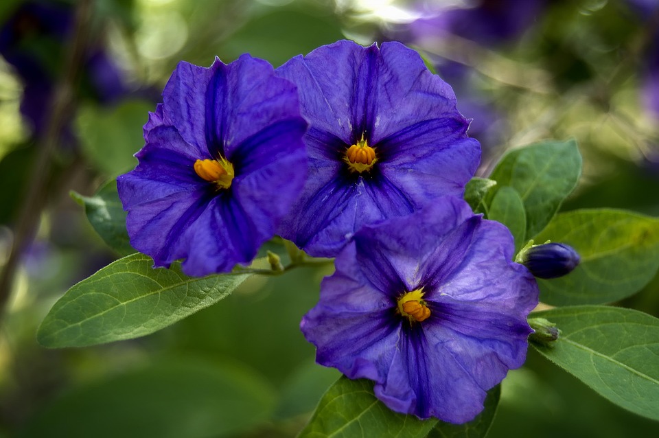 Kỹ thuật trồng hoa violet nở đúng dịp Tết chỉ vài bước đơn giản  KhoaHoctv