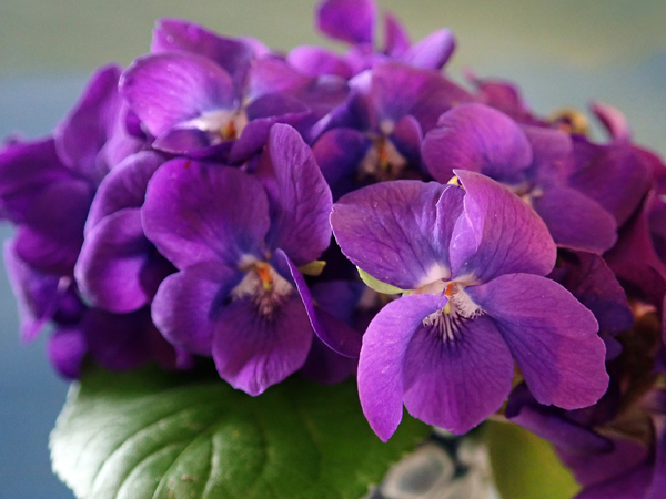 Màu tím của hoa violet đại diện cho tình yêu thủy chung