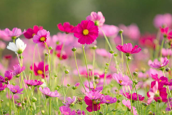 Cây Hoa Mười Giờ Ngũ Sắc  Sắc hoa rực rỡ  Dễ trồng như cỏ dại