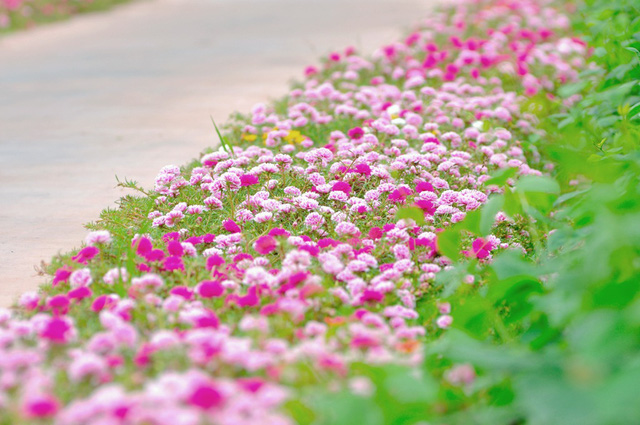 Hình ảnh hoa mười giờ đẹp nhất  Hình ảnh Dép Hoa