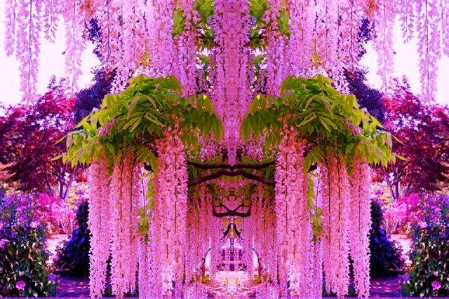 Hoa tử đằng khoe sắc trong khu vườn hoa Ashikaga ở Nhật Bản