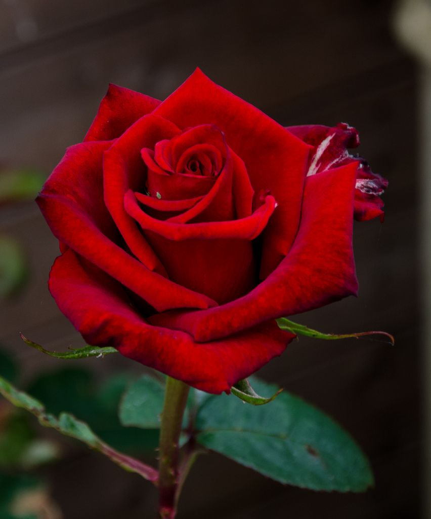 Đặc điểm, ý nghĩa của hoa hồng đỏ
