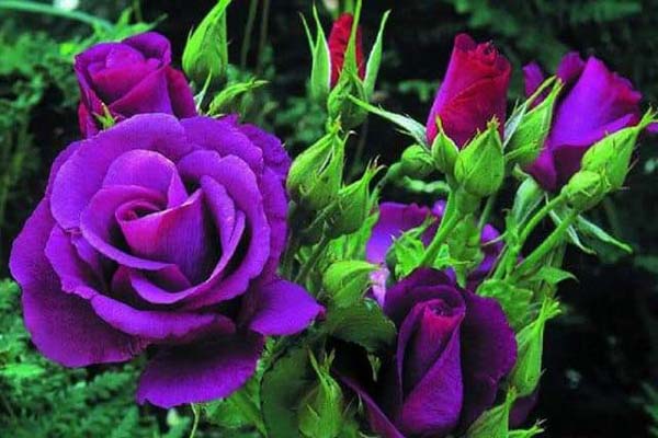 hoa hồng tím jeanne de montfort