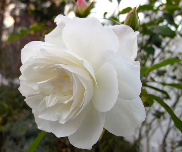 hoa hồng bạch vân tuyệt đẹp
