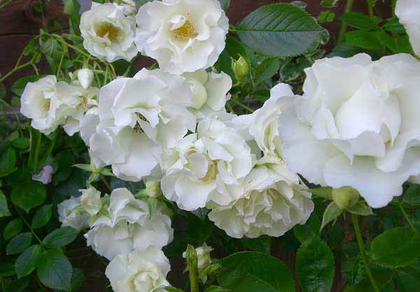 hoa hồng trắng thân leo