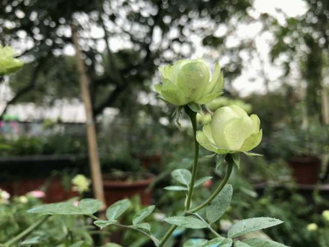 cây hoa hồng xanh là giống ngoại nhập