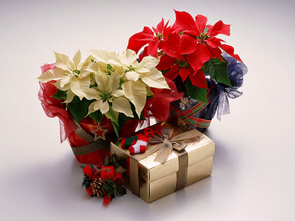 Hoa giáng sinh - Món quà lý tưởng dành tặng bạn gái