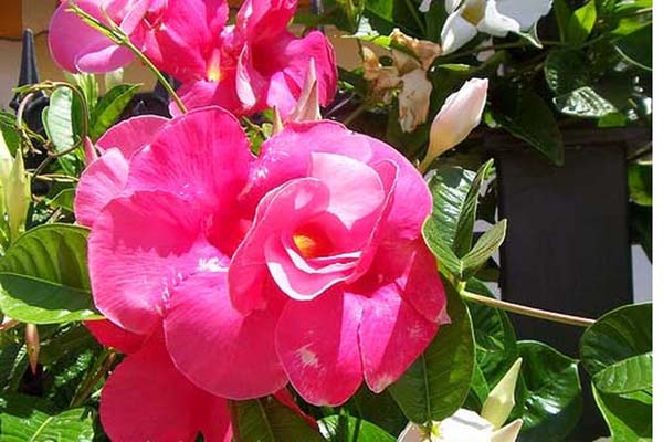 Kỹ thuật trồng hoa hồng anh cho hoa rực rỡ tường nhà bạn-3