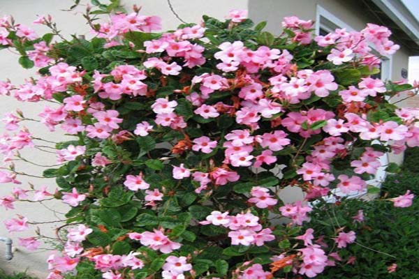Kỹ thuật trồng hoa hồng anh cho hoa rực rỡ tường nhà bạn