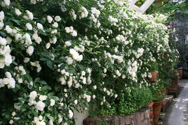hàng rào hoa hồng trắng cực thơ mộng