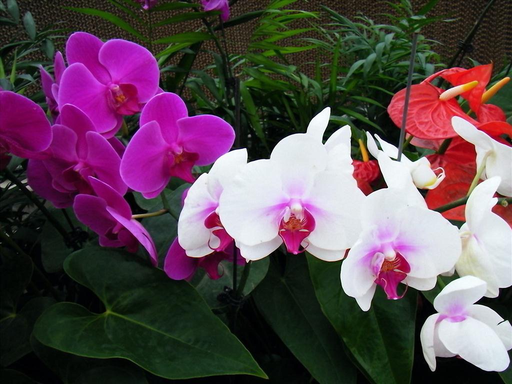 Hoa Lan Hồ Điệp: Hình ảnh những chùm hoa Lan Hồ Điệp sẽ khiến bạn choáng ngợp vì vẻ đẹp hiếm có của chúng. Những sắc màu tươi tắn, hương thơm dịu mát cùng hình dáng độc đáo sẽ làm cho những tín đồ yêu hoa phải thích thú và mê mẩn.