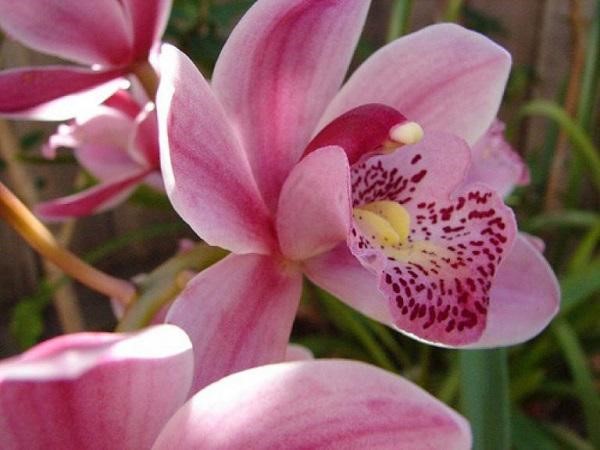 hình ảnh hoa quế lan hương vẻ đẹp của tạo hóa