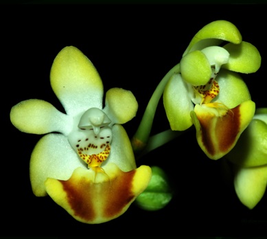 ảnh hoa lan hồ điệp cúc phương một trong những loài hoa đẹp nhất thế giới