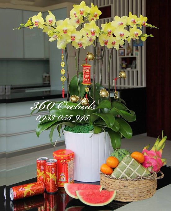 Bóng hoa trang trí Tết 2024 với đầy sắm màu sắc tươi sáng. Những chiếc bình đầy hoa cúc, mai vàng cùng với các loại hoa tạo hình khác đã được sắp xếp một cách tinh tế và cẩn thận, tạo nên không gian đón Tết ấm cúng và ấn tượng cho cả gia đình.