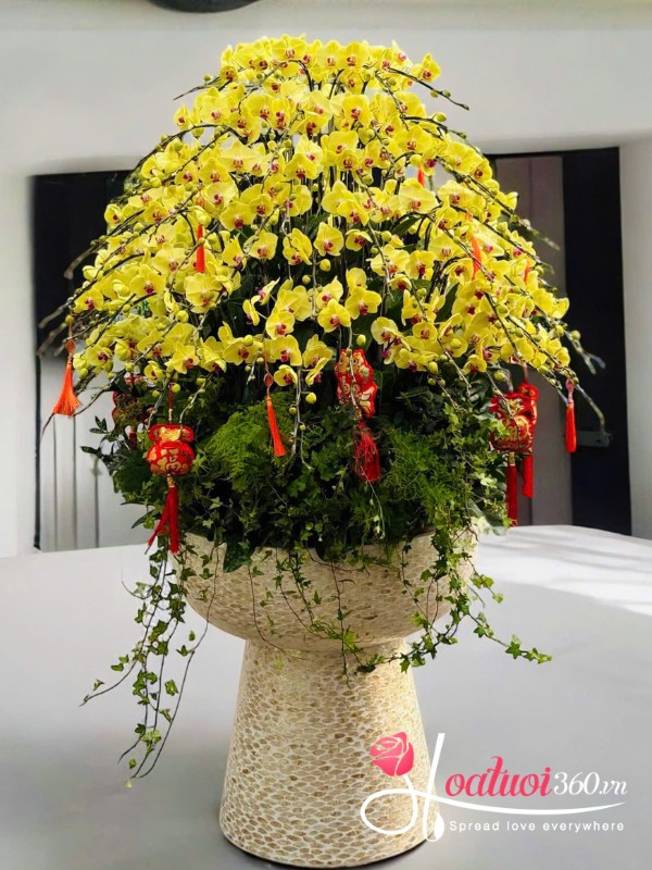 Chậu lan hồ điệp tết - Khúc giao thừa