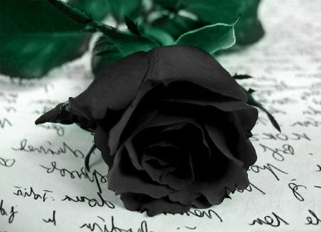 Truyền thuyết về hoa hồng đen - tên loài hoa mang ý nghĩa lạnh lùng vô cảm