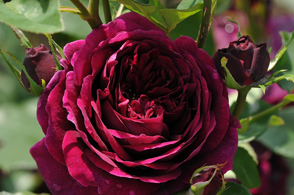Hoa hồng đậm - sự lạnh lùng kiêu kỳ