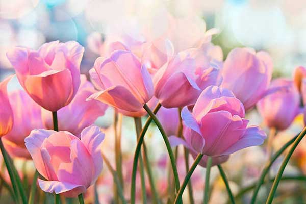 Hoa tulip hồng ngọt ngào nhất