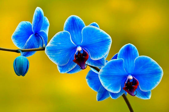 Màu sắc hoa lan hồ điệp xanh dương