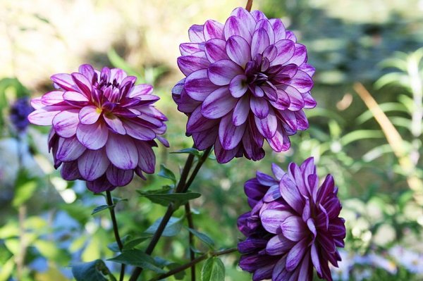 bó hoa màu tím đẹp nhất