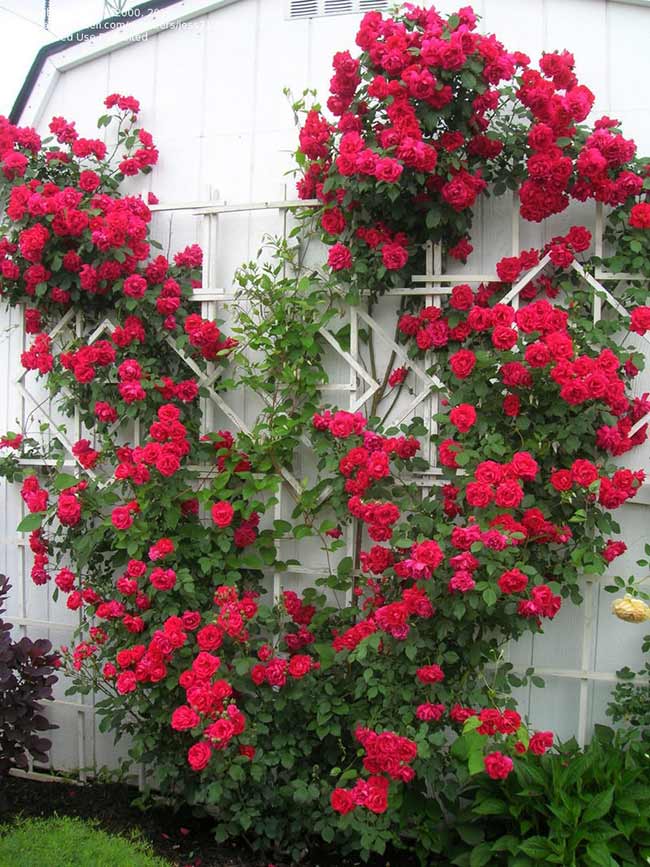 Một góc vườn nhỏ hoa hồng đỏ