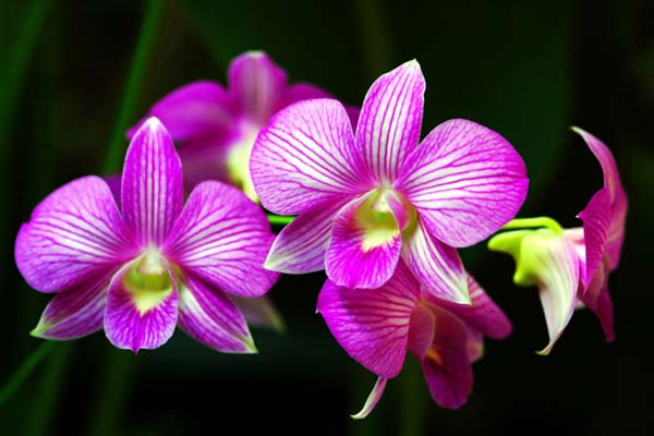 Một số hình ảnh hoa lan hồ điệp tầng đẹp tại Hoa Tươi 360