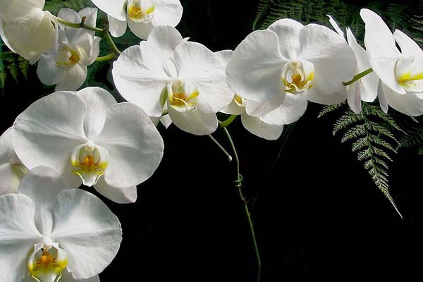 Hoa lan Hồ Điệp màu trắng