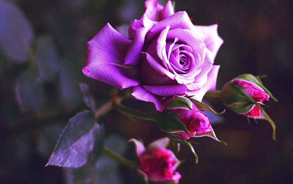 Nguồn gốc huyền bí về loài hoa hồng tím