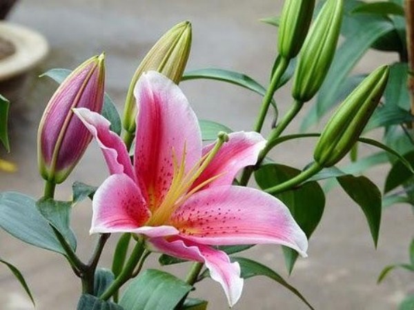 Nguồn gốc xuất hiện của hoa lily