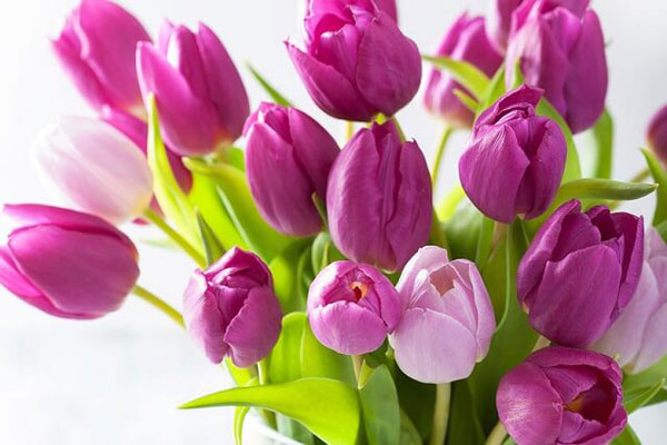 Hoa tulip tím thể hiện uy lực hoàng gia