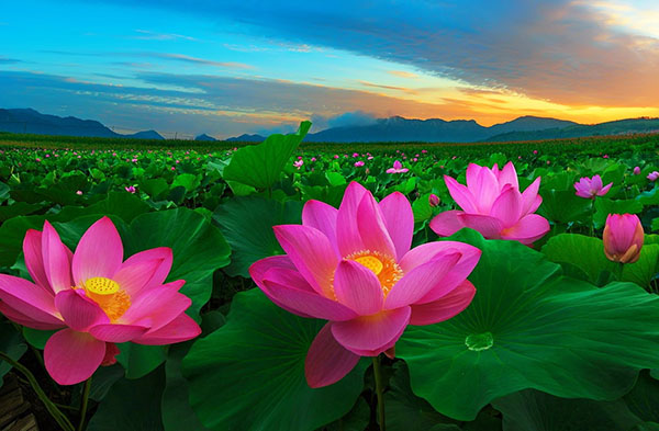 Hãy cùng chiêm ngưỡng vẻ đẹp nổi bật của hoa sen, loài hoa truyền thống đầy tinh tế và sắc sảo trong nền văn hóa Việt Nam. Hình ảnh tuyệt đẹp của hoa sen chắc chắn sẽ làm say mê tất cả những người yêu thiên nhiên và nghệ thuật.