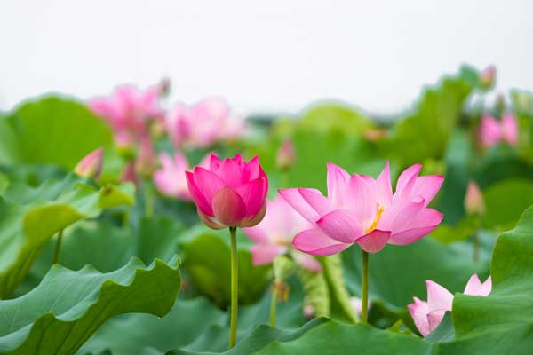 Hoa sen mang nhiều ý nghĩa trong  văn hóa Việt Nam