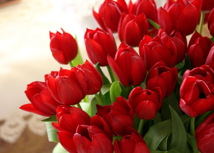 Tulip là một trong những loài hoa tượng trưng cho tình yêu