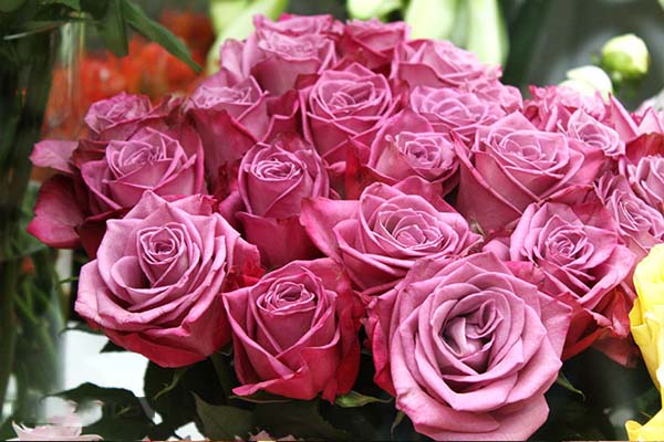Những mẫu hoa hồng Ecuador đẹp đốn tim nàng