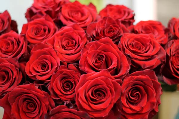 Những mẫu hoa hồng Ecuador đẹp đốn tim nàng1