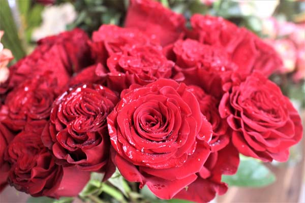 Những mẫu hoa hồng Ecuador đẹp đốn tim nàng2
