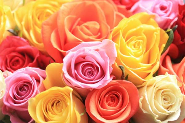 Những mẫu hoa hồng Ecuador đẹp đốn tim nàng3