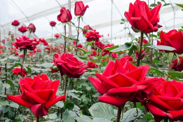 Những mẫu hoa hồng Ecuador đẹp đốn tim nàng5