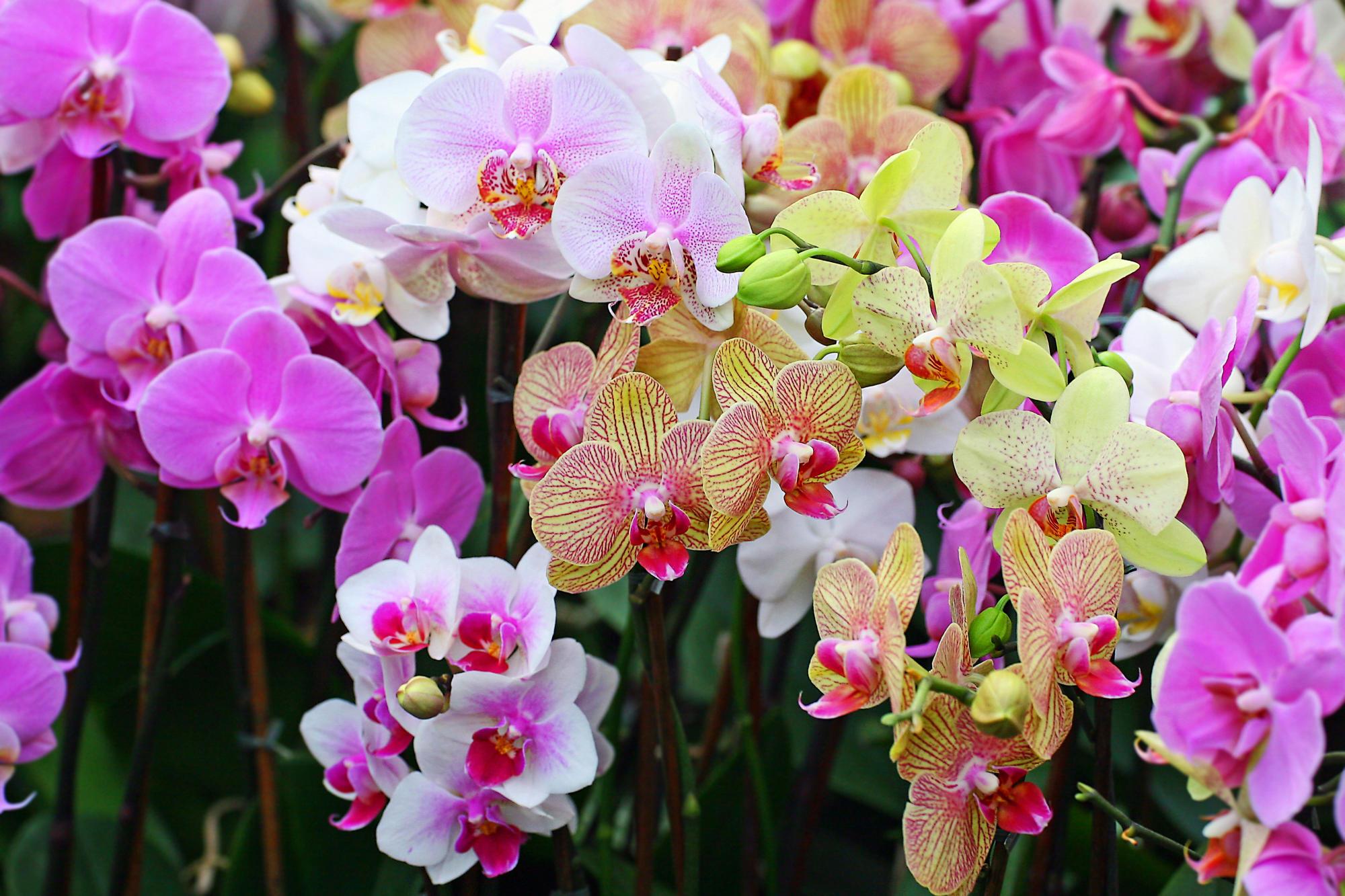 Khám phá 79+ hình hoa lan mới nhất - Tin Học Vui