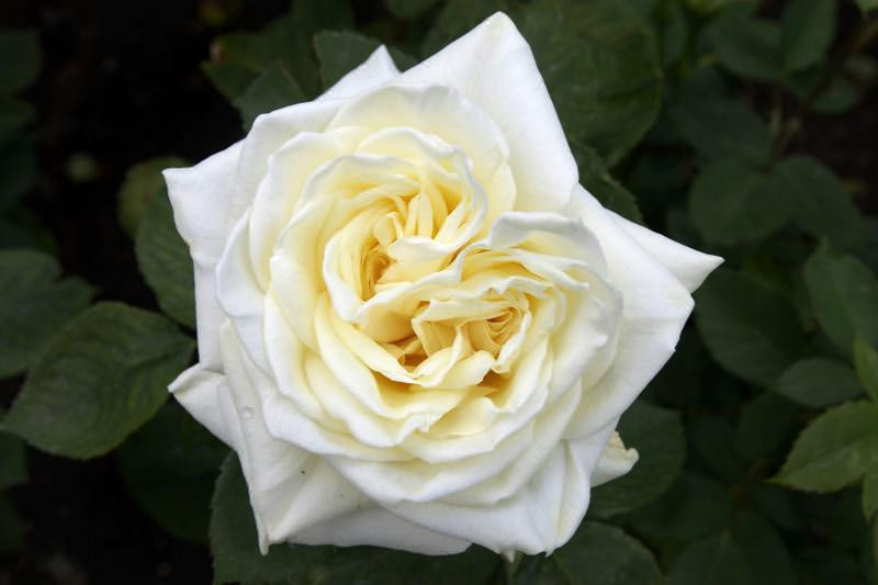 Hoa hồng Ecuador Polar star