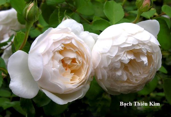 hoa hồng trắng bạch thiên kim